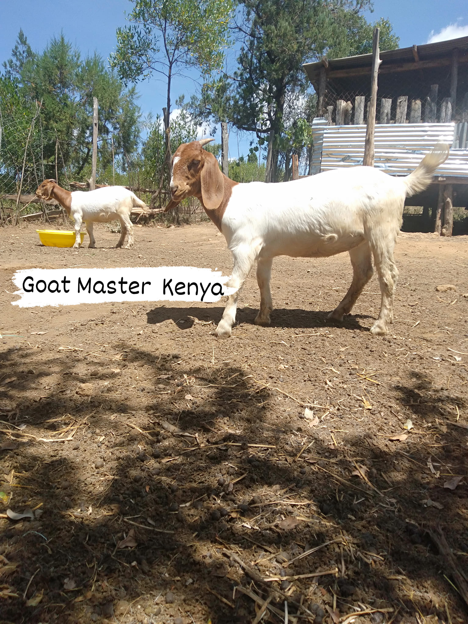 The Sun is out: Random pics. The... - Goat Master Kenya