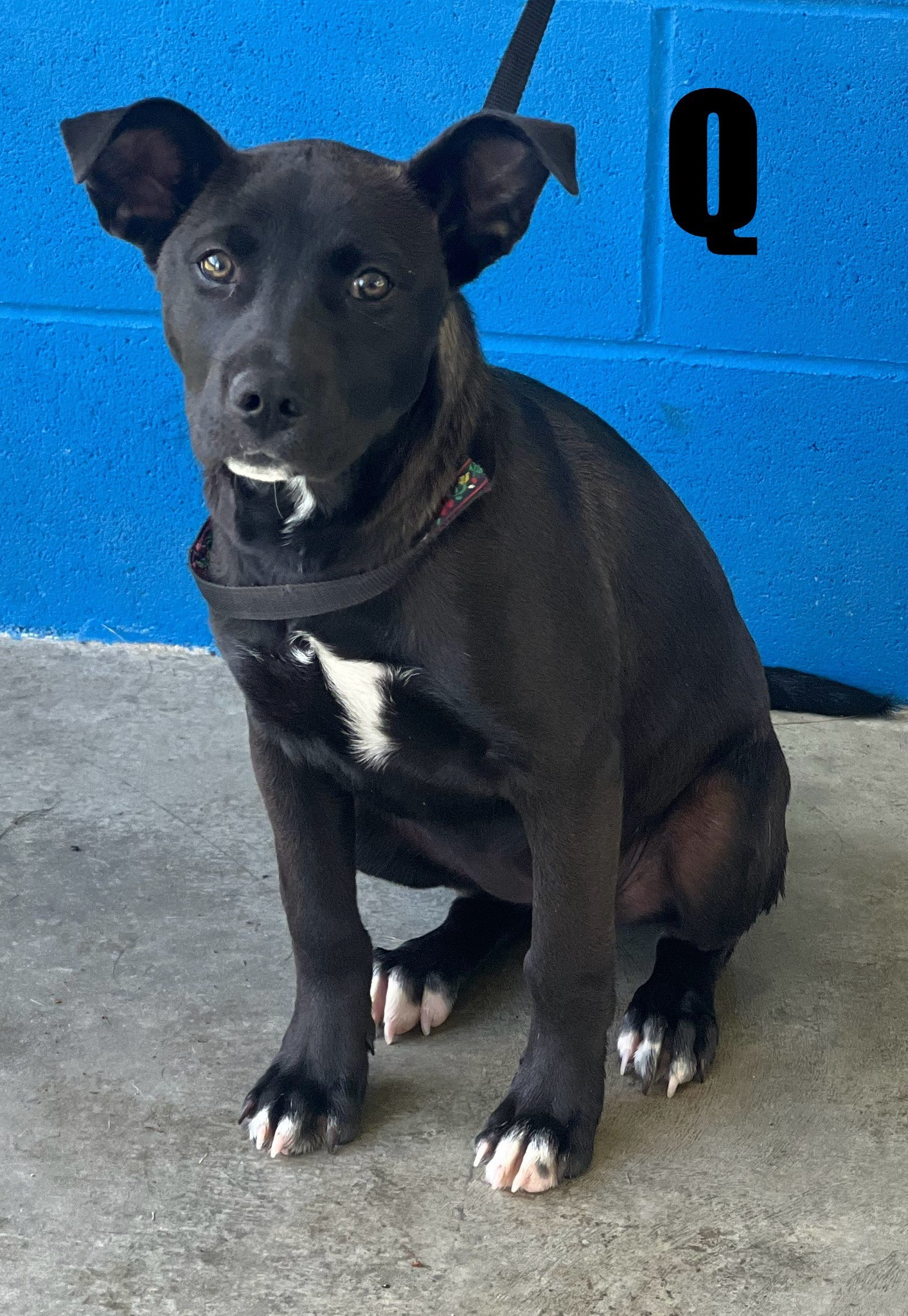 Greene - 🐾 Meet Q! This adorable 4–6-month-old female Lab mix is full ...