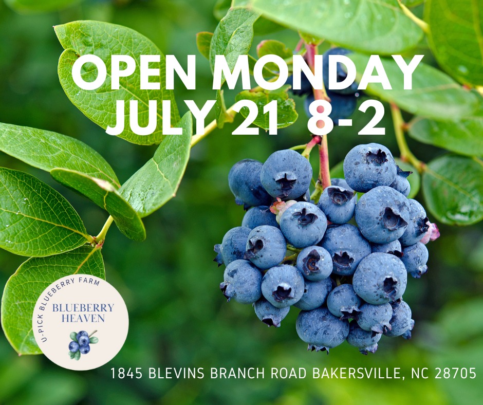 Blueberry Heaven | Bakersville NC
