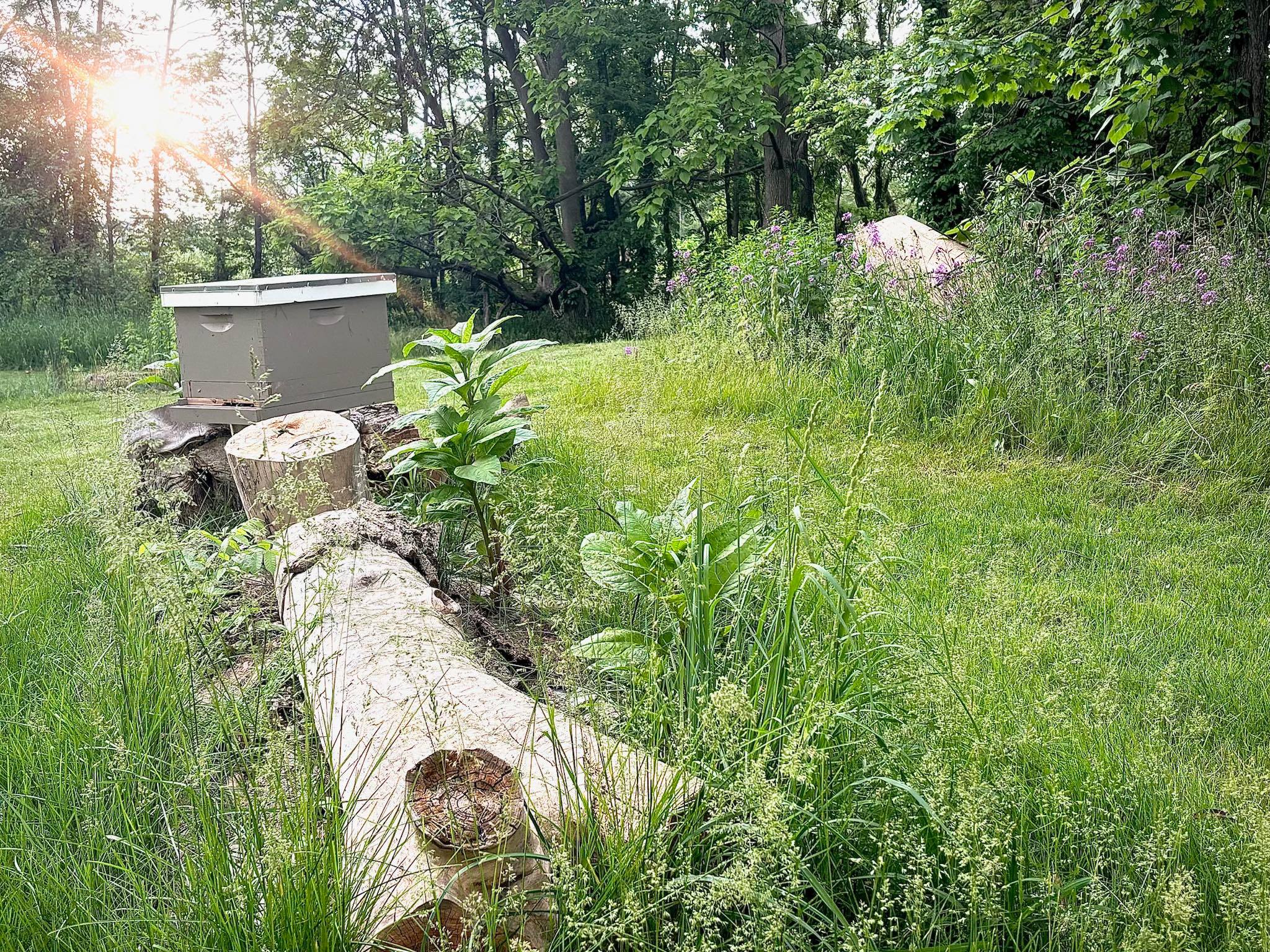 7Bees Apiary | Rochester IN