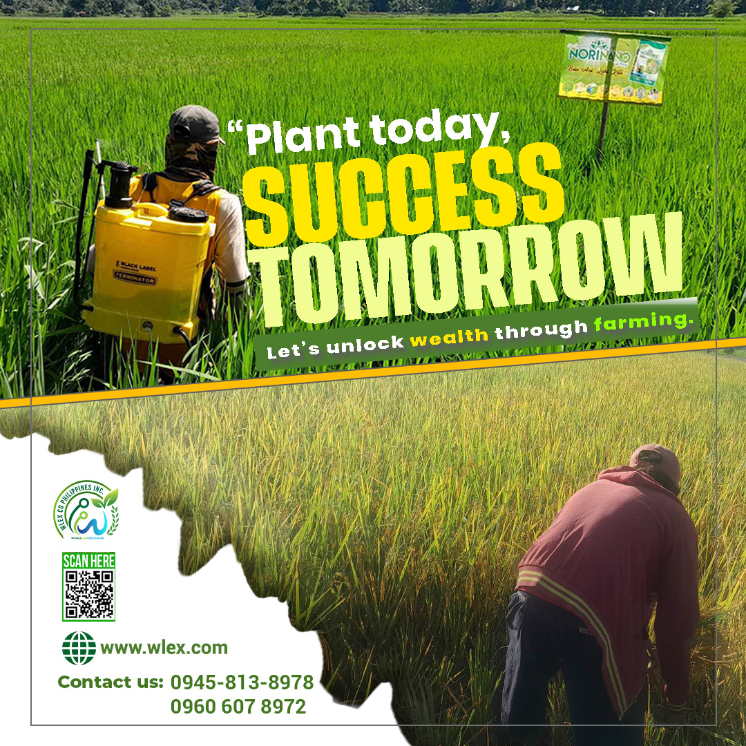 WLEX Company Philippines Incorporated | Davao City