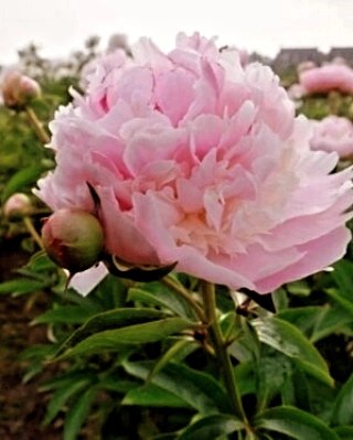 flowery-hills-tandil-tandil