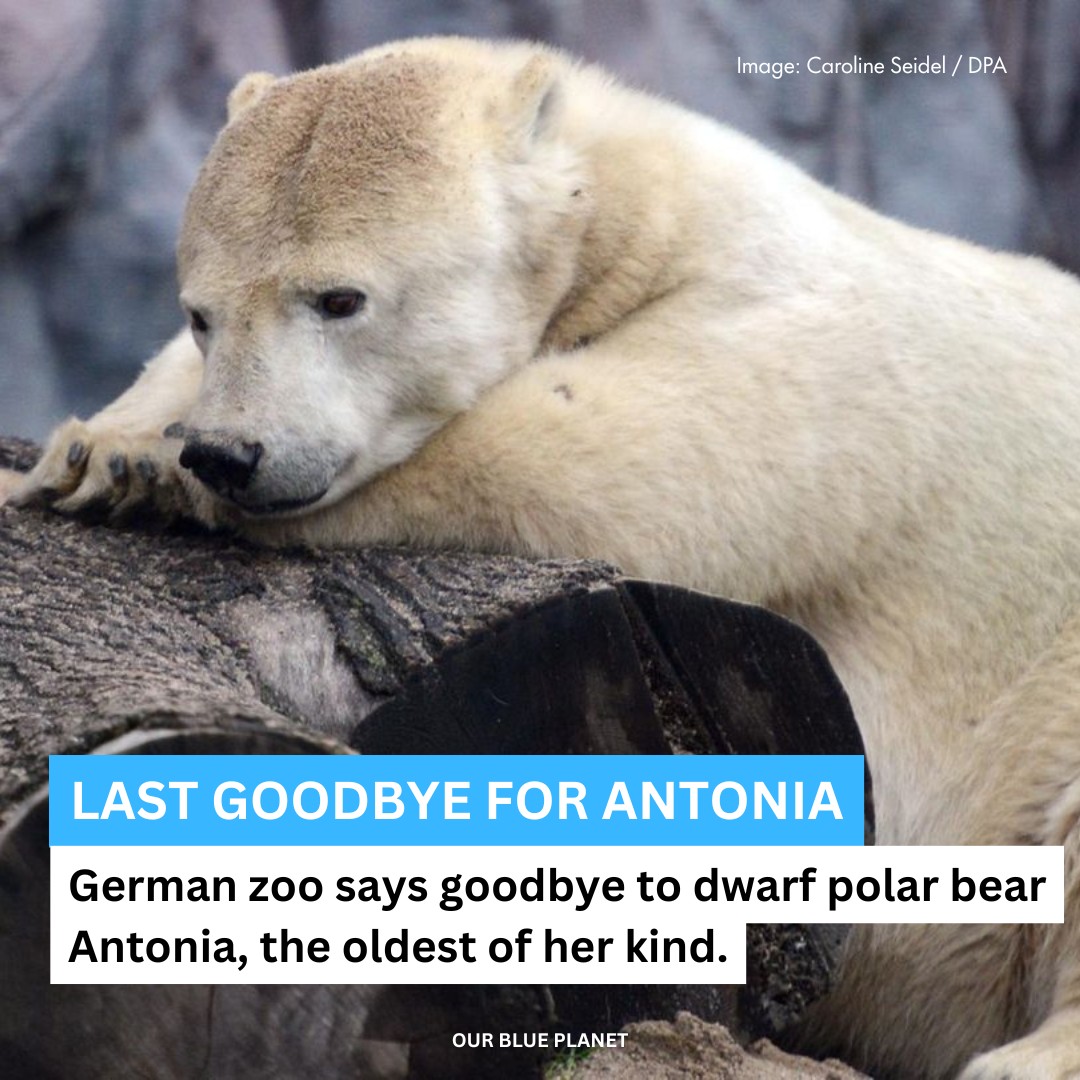 Our - The Gelsenkirchen Zoo, known as ZOOM Erlebniswelt, is mourning ...