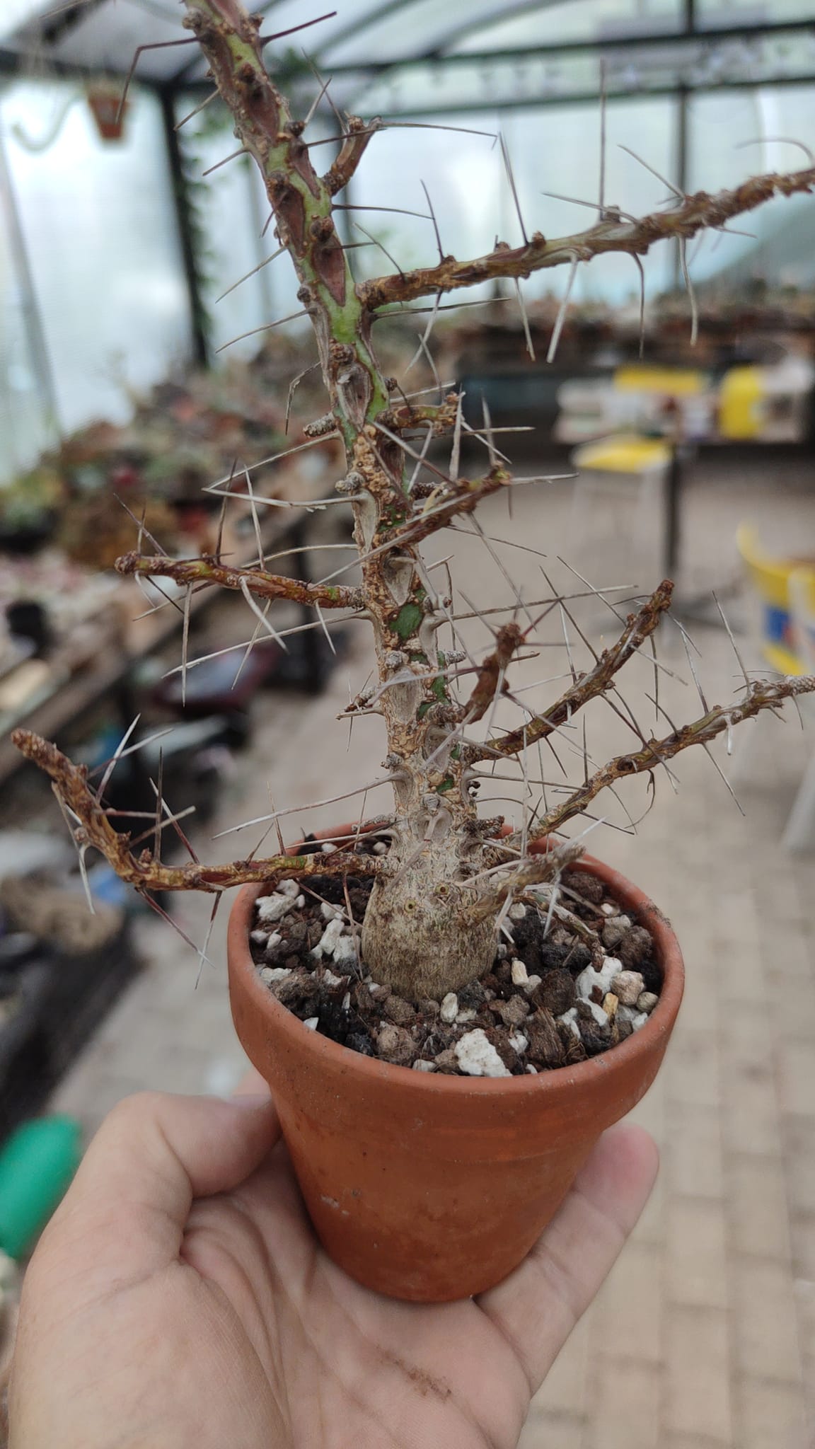 fouquieria purpusii finally in my collection 🤗
