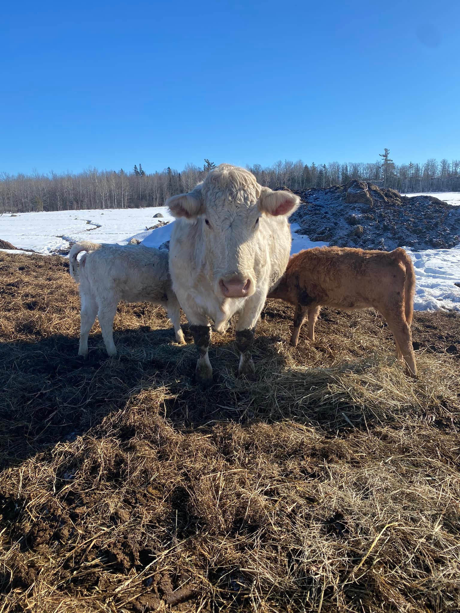 Limestone Ridge Farms