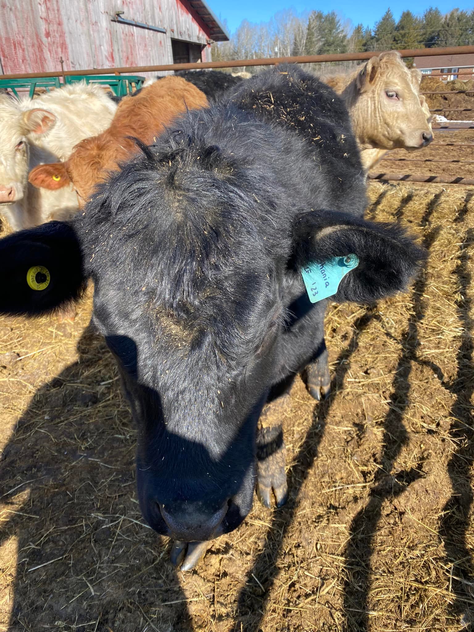 Limestone Ridge Farms
