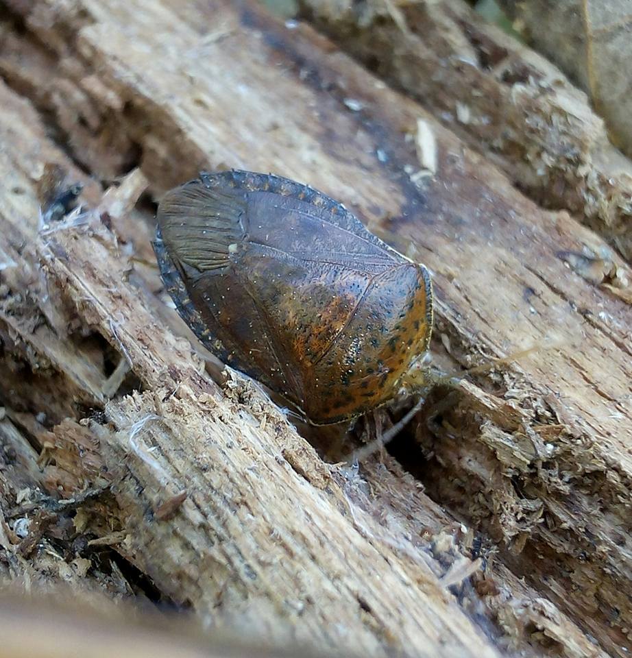 El jumil un insecto que es un manjar... - El Rincón del Sur | Facebook