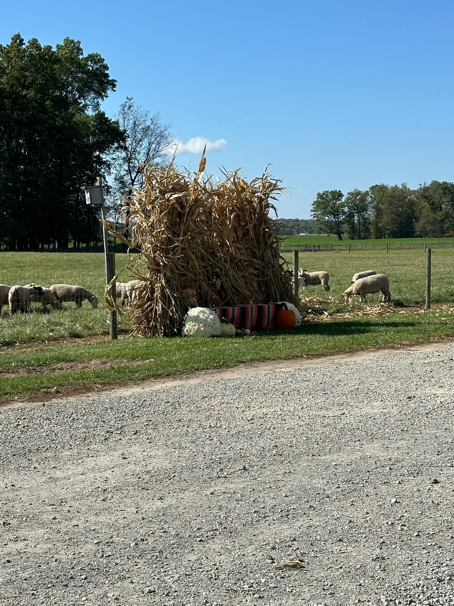 Ohio State Small Ruminant Center | Wooster OH
