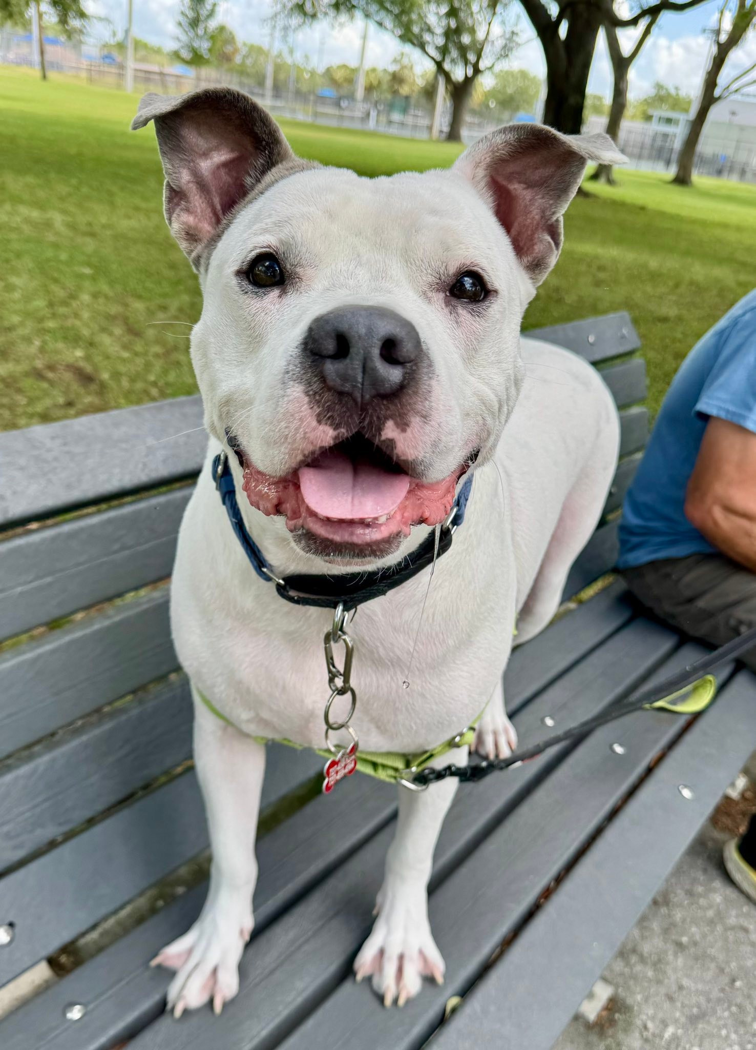 Safe Paws Rescue | Saint Petersburg FL