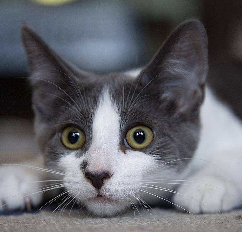 Meet the cutest circus act in town,... - Chicago Cat Rescue | Facebook
