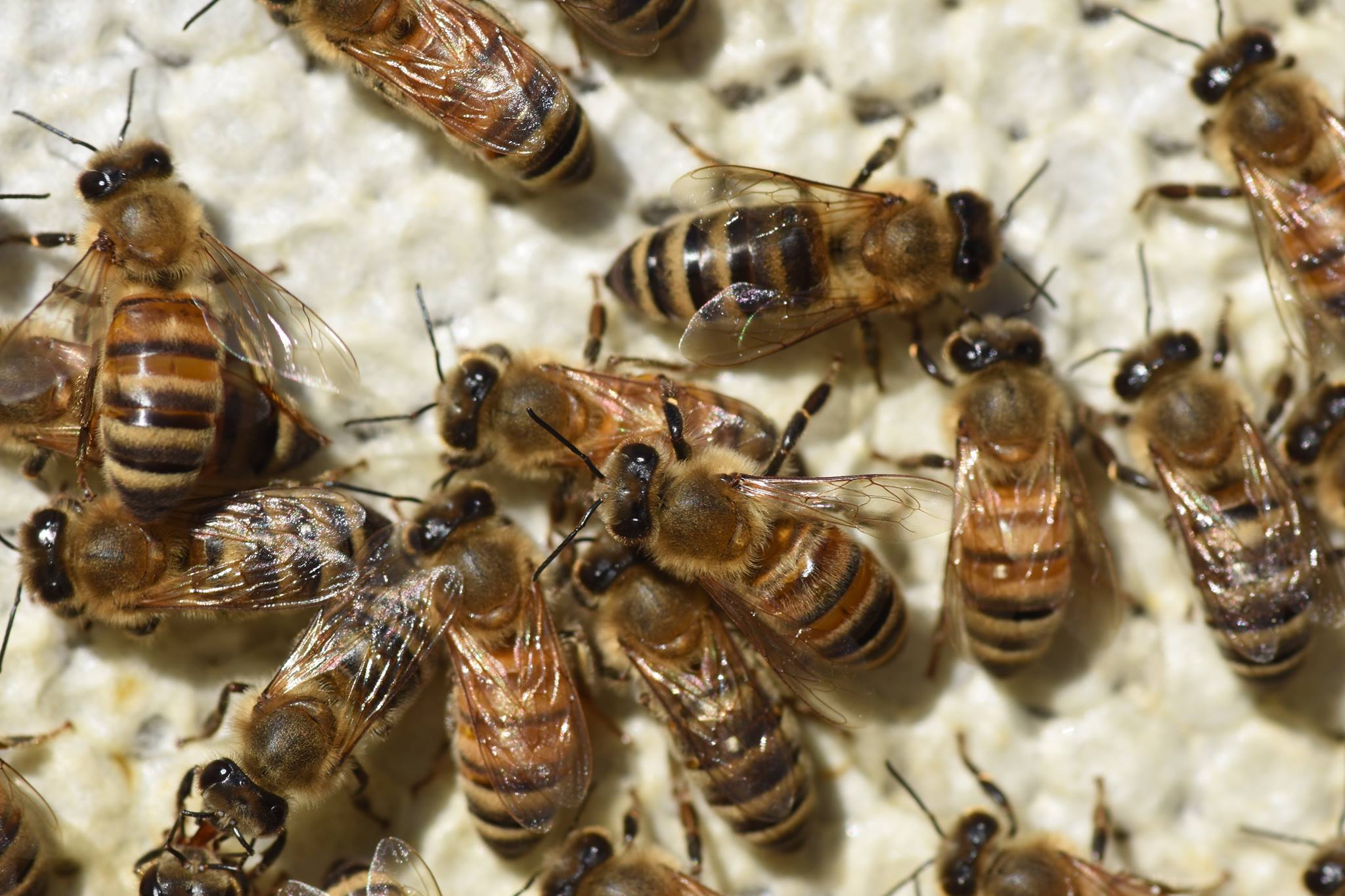 Royal - A hive fresh out of the almonds bursting at the seams. The blue ...