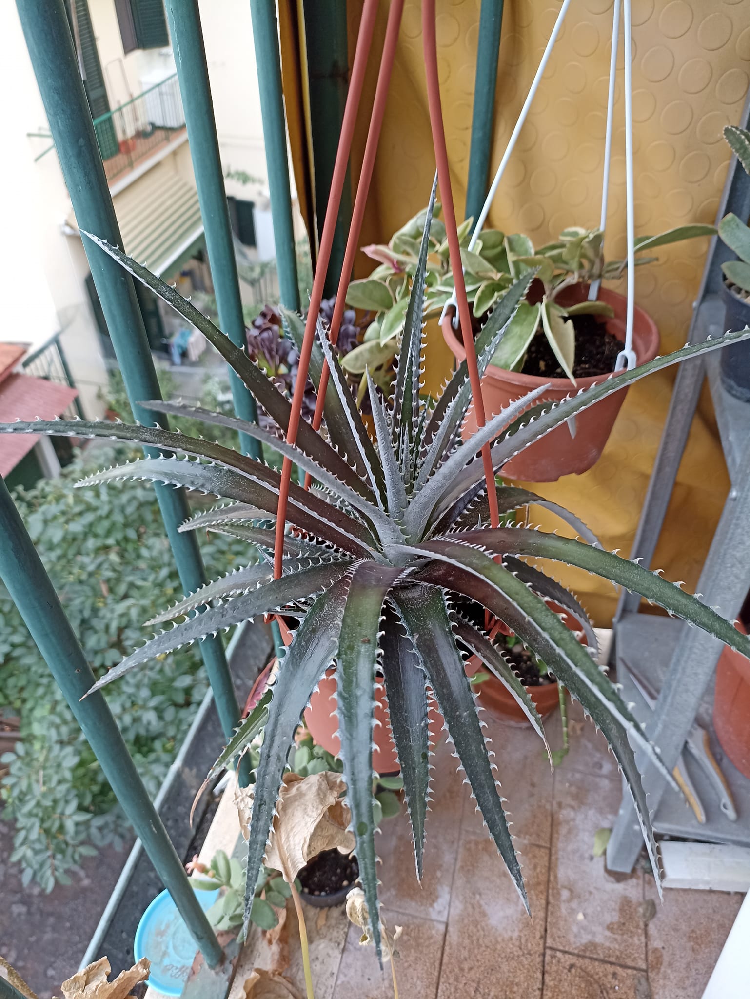 The Bill Baker clone of Dyckia dawsonii 🤩