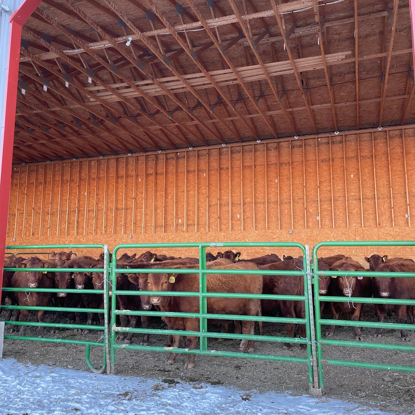 We’ll this means... - Rocking R Ranch: Red Angus and Beef