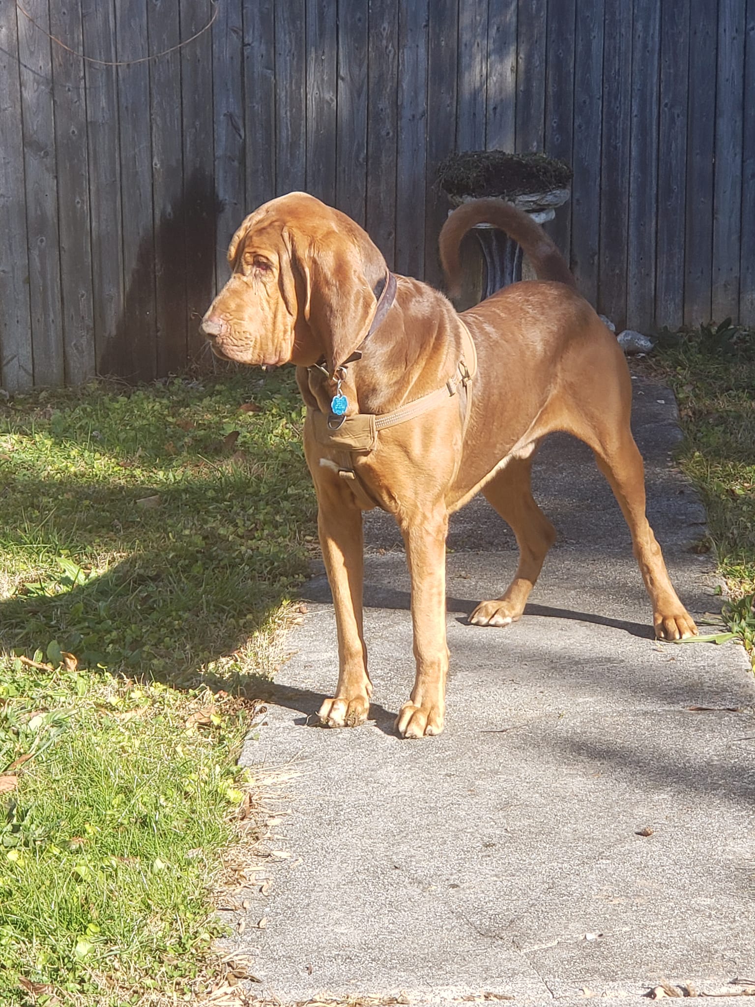 Bloodhound Stud Service