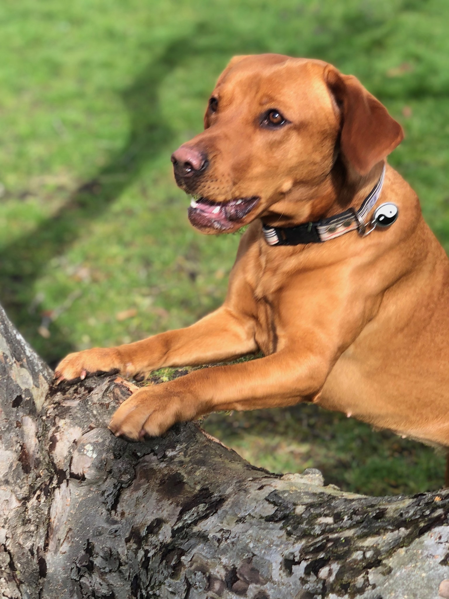 Labrador hvalpe - 8240 Risskov - Mobil 20407300