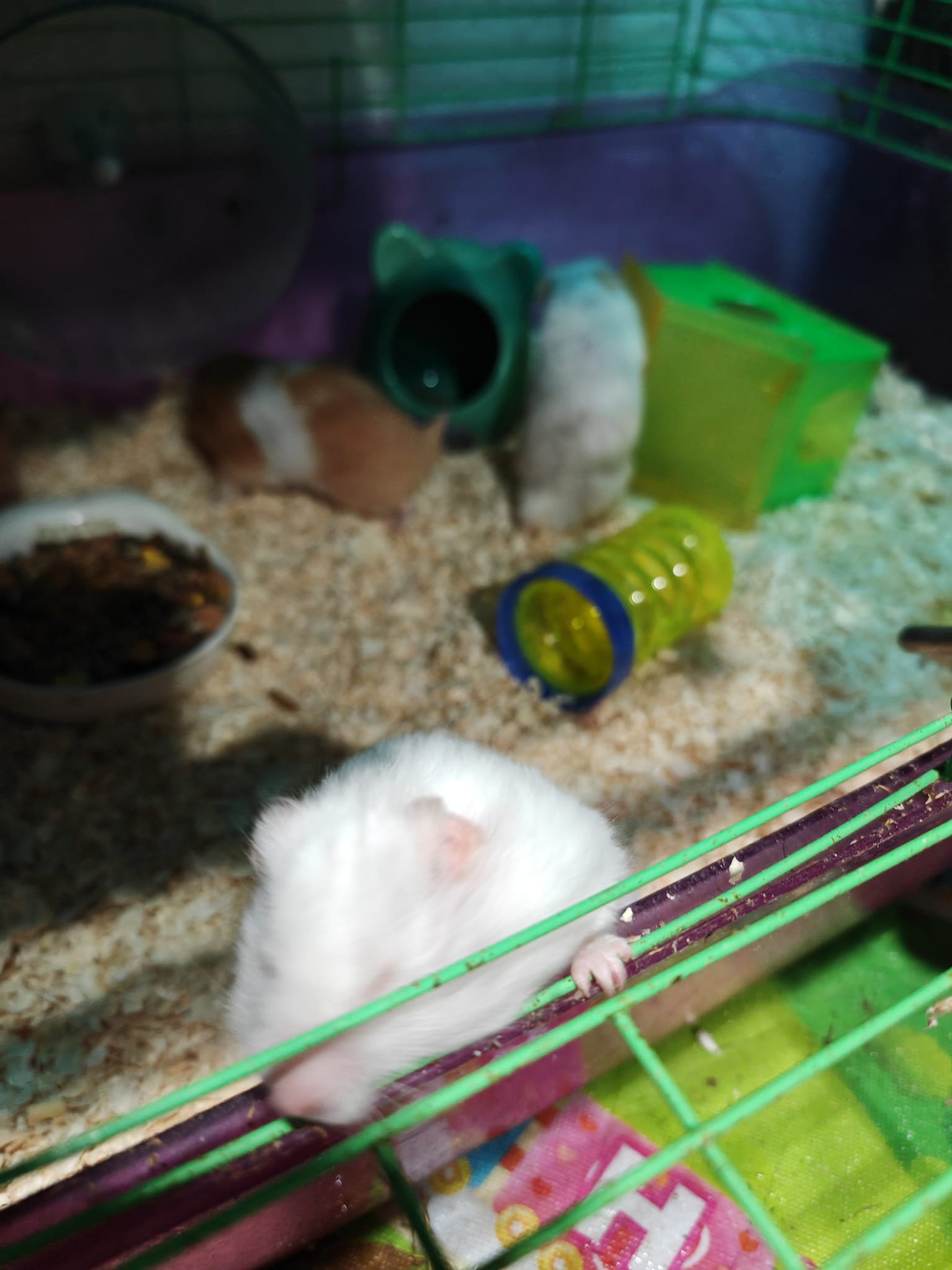 Las nuevas bolitas! 🐹🐹🐹🐹 Y parece increíble pero desde siempre han ...