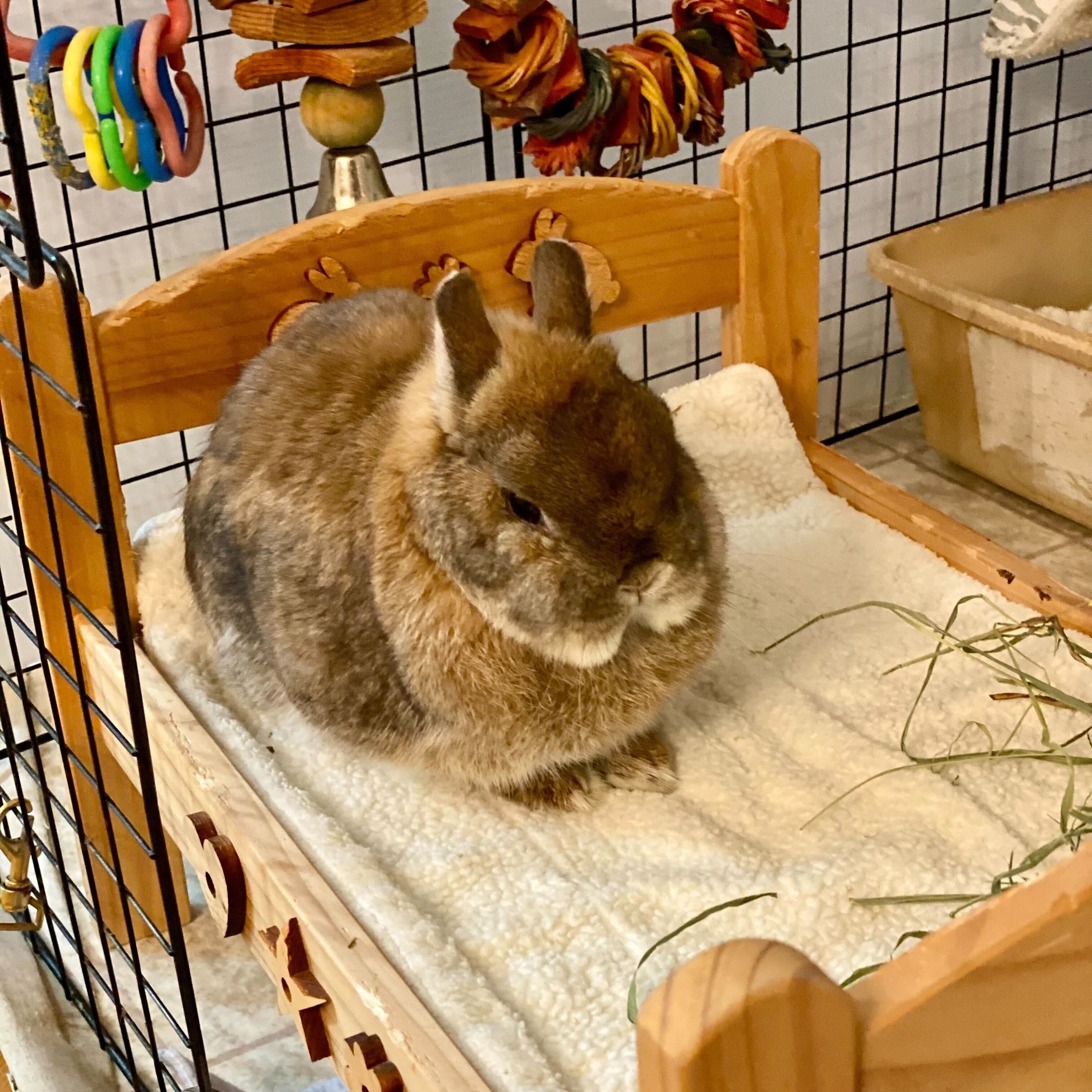 Meet Acorn! She's one of our newest... - Triangle Rabbits