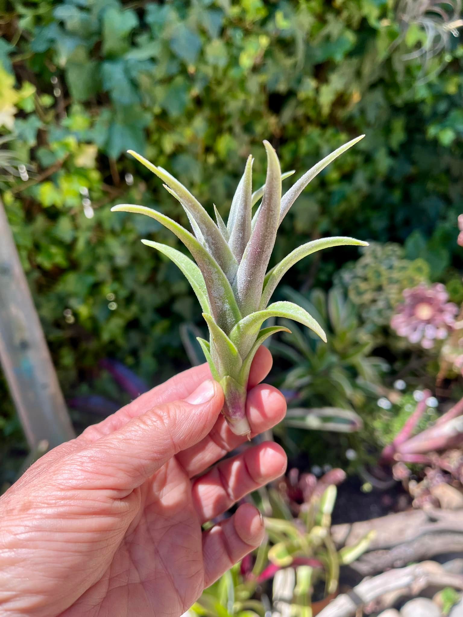 Tillandsia edithae var araucariifolia with vibrant red flower