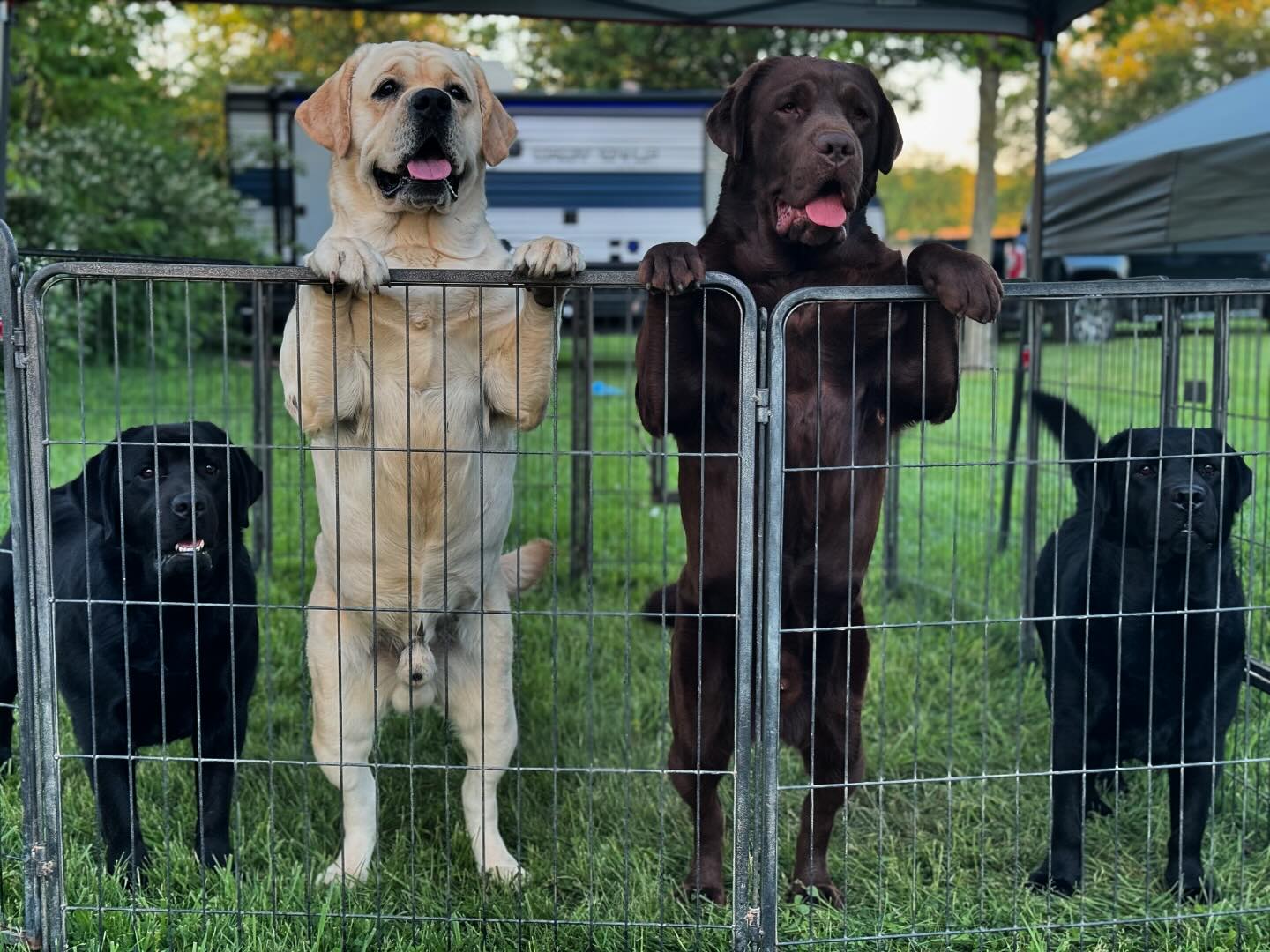 Tried & True Labradors