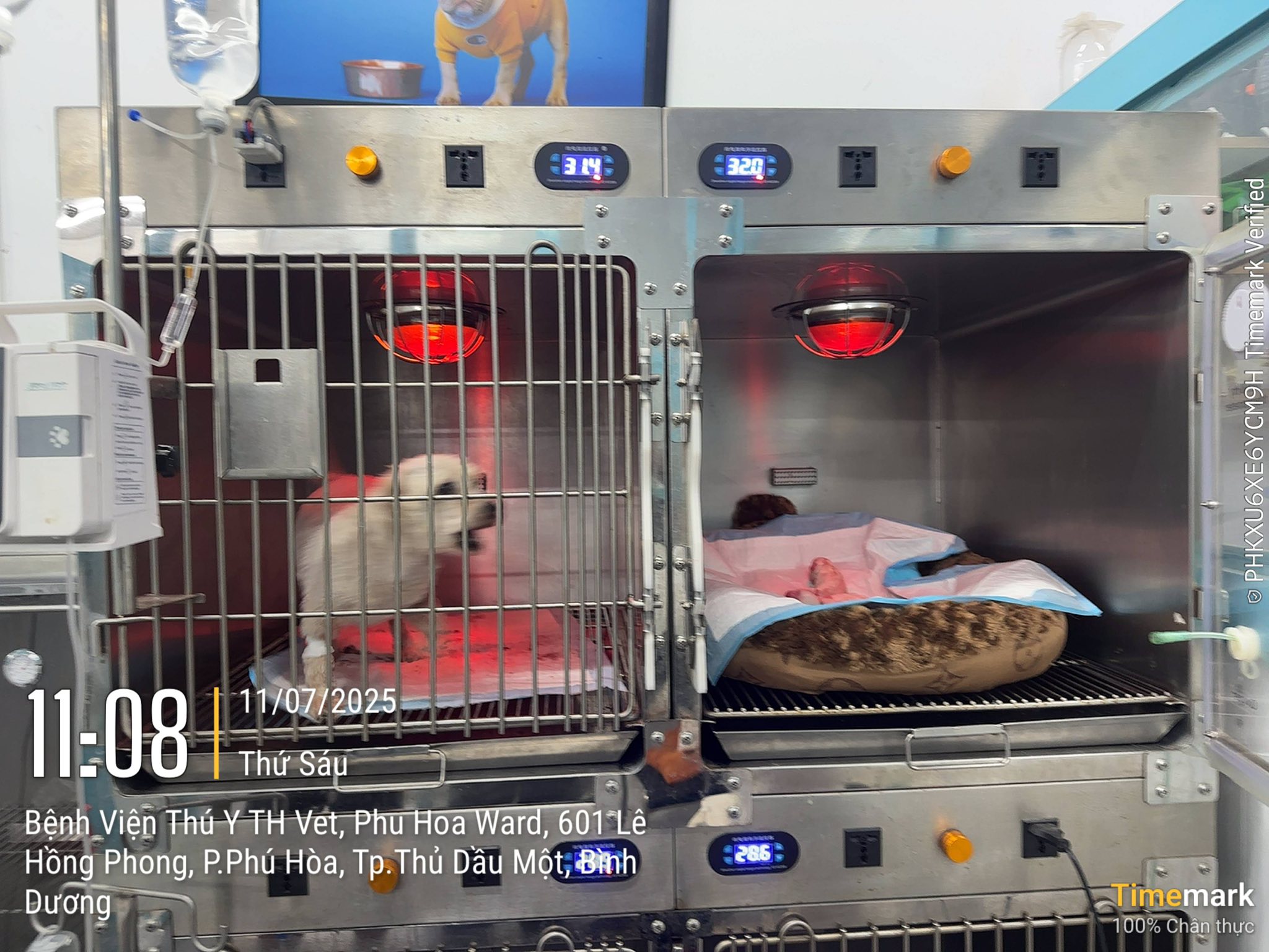 Bệnh Viện Thú Y TH Vet Hospital | Thu Dau Mot