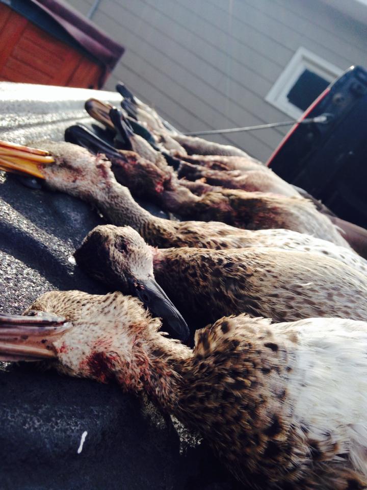 Flock Busters | Burtrum MN