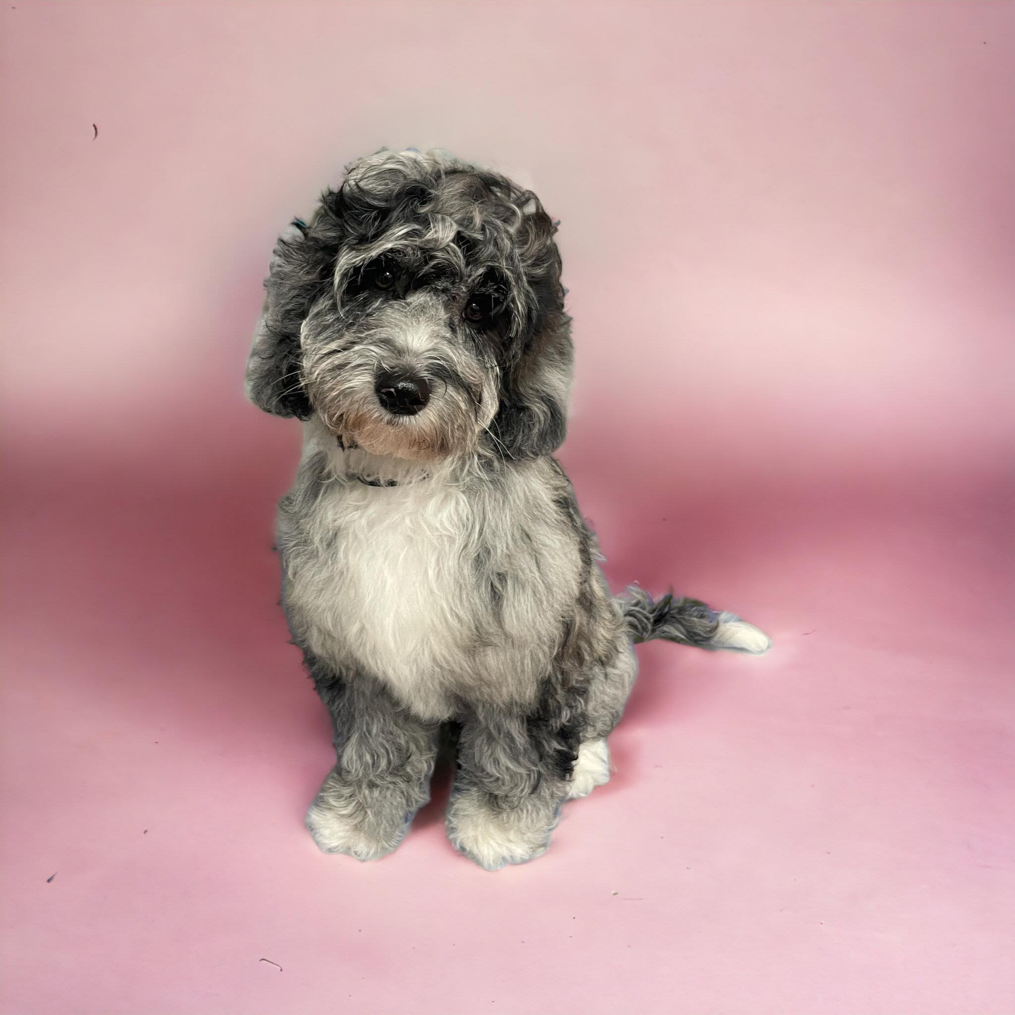 Essjay Dog Grooming Hereford
