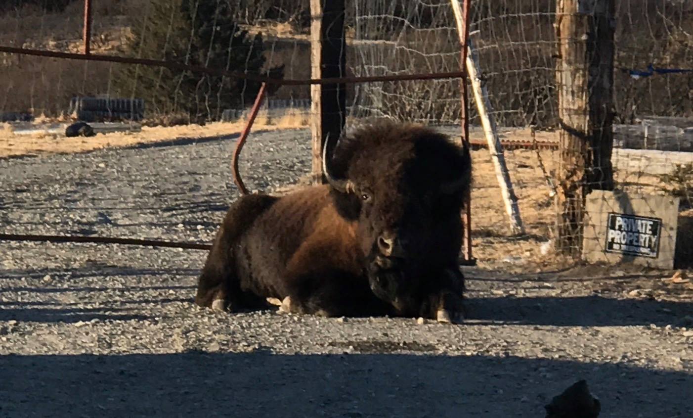 Kodiak game ranch | Kodiak AK