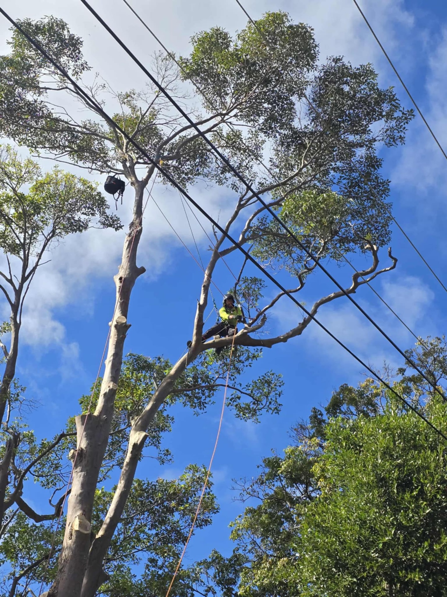Canopy Works Tree Specialists | Gold Coast QLD