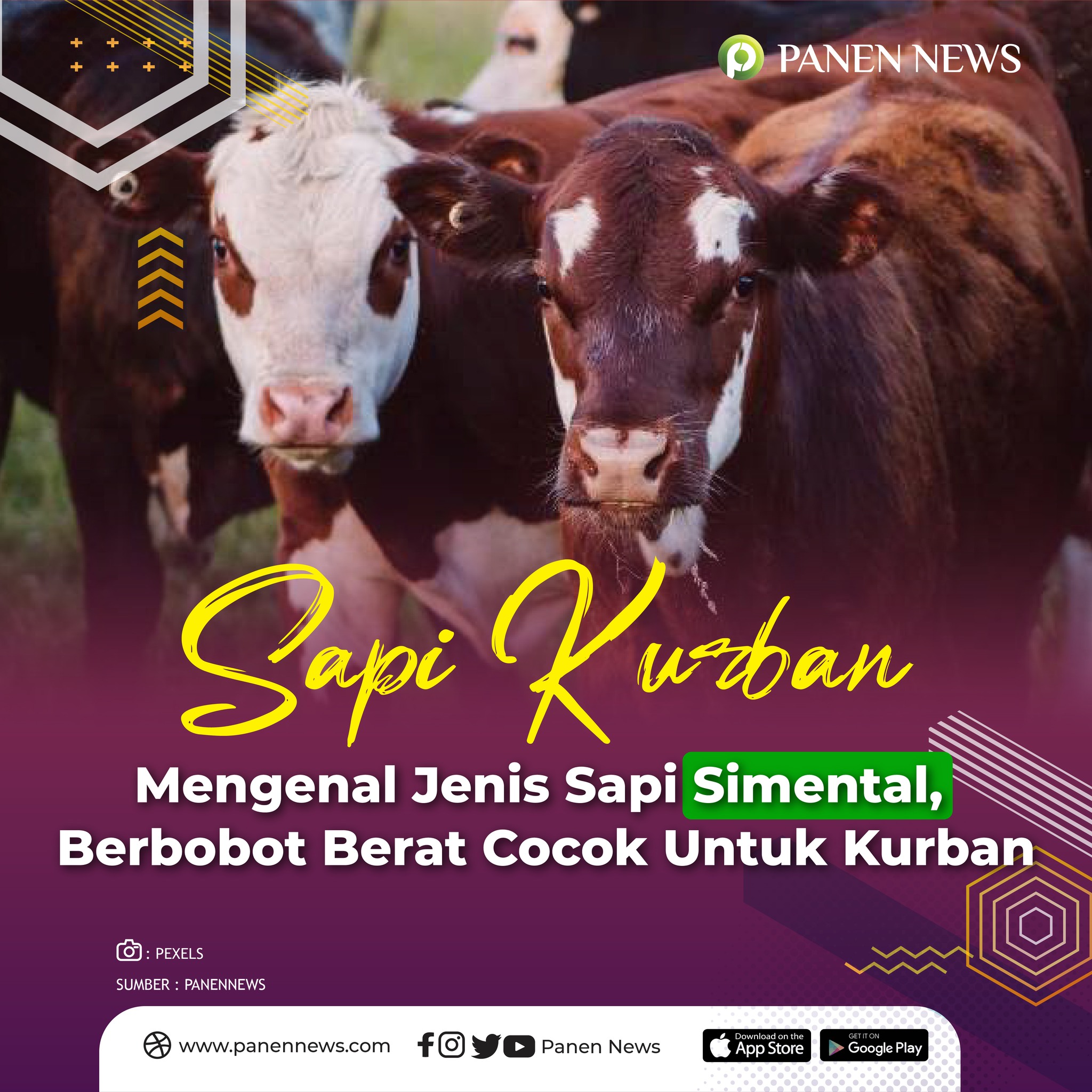 Panen News - Sapi simental merupakan salah satu jenis sapi...