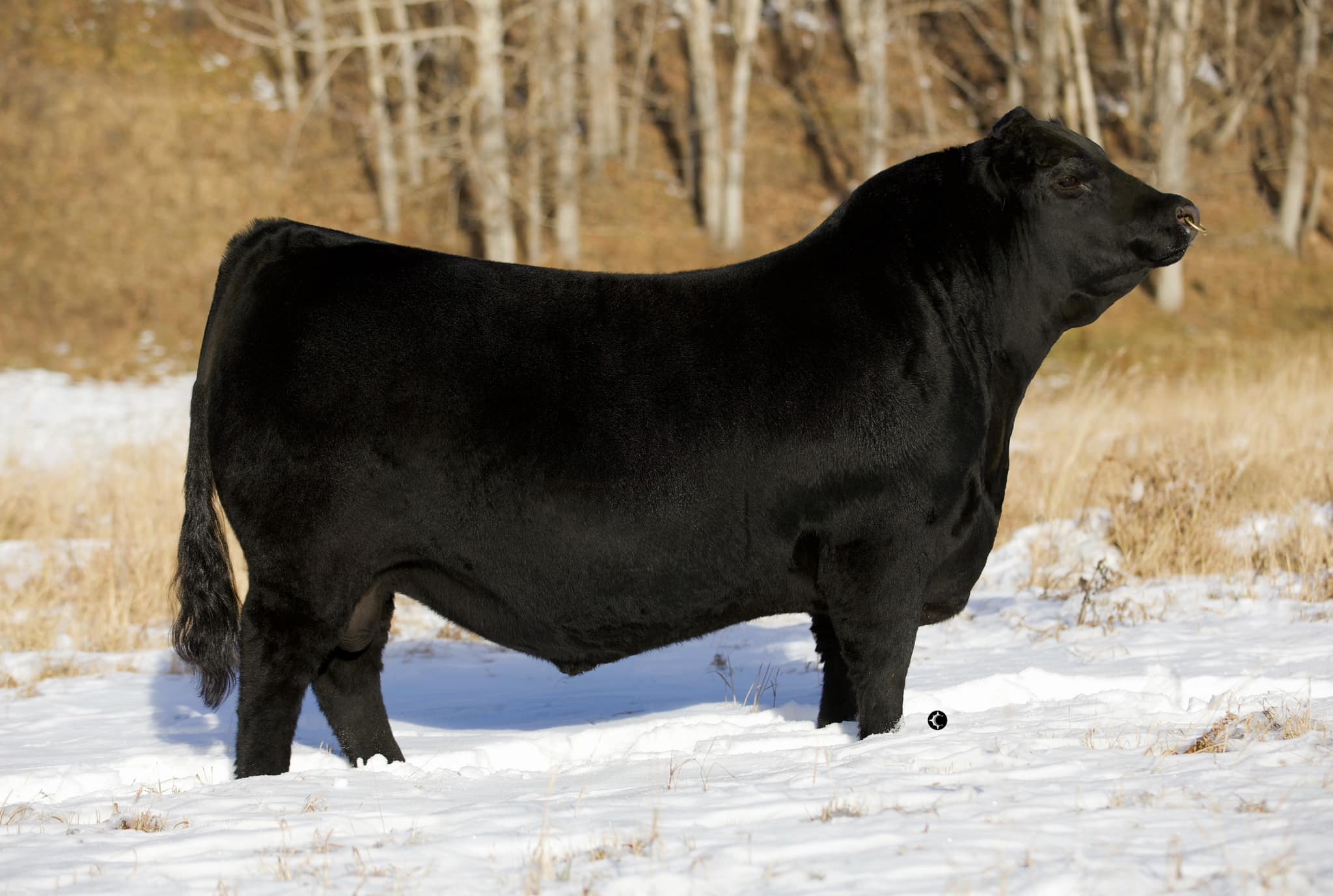 Compass Ranch | Calgary AB