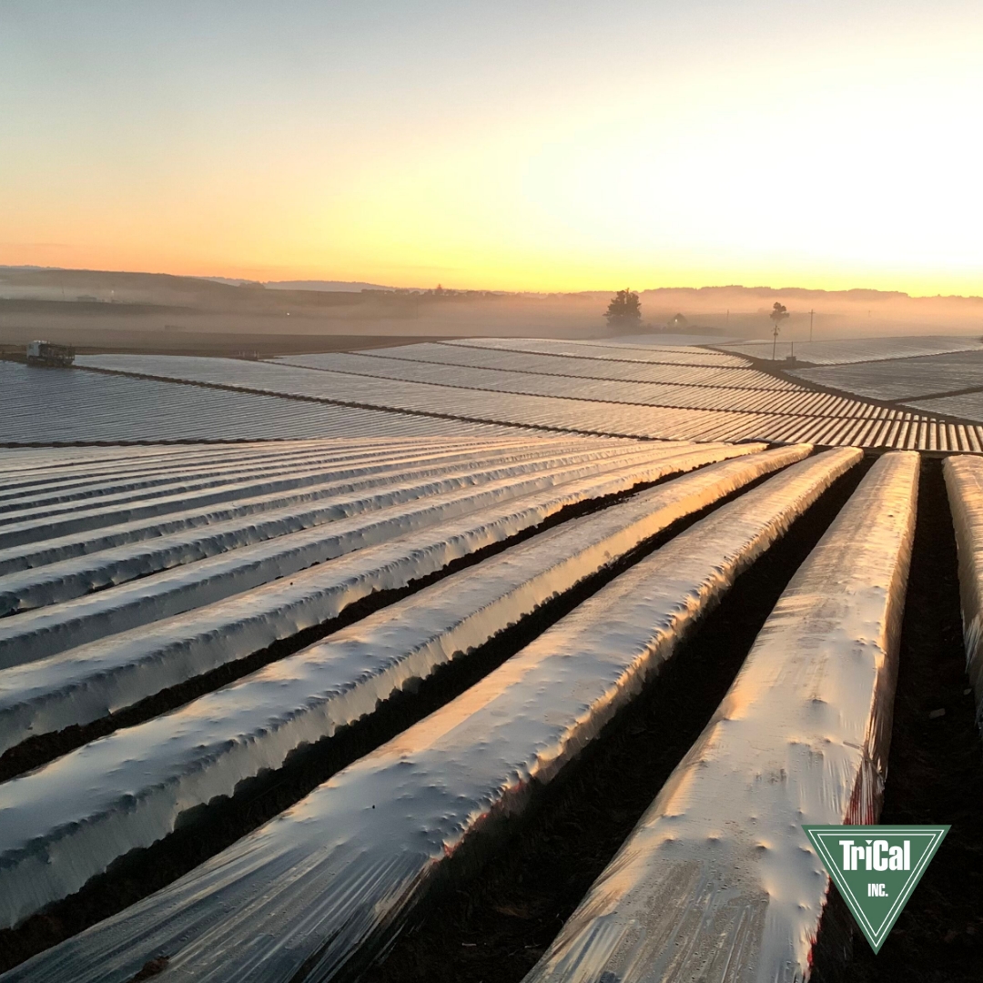 TriCal Inc. - Soil health is crucial for successful crop...