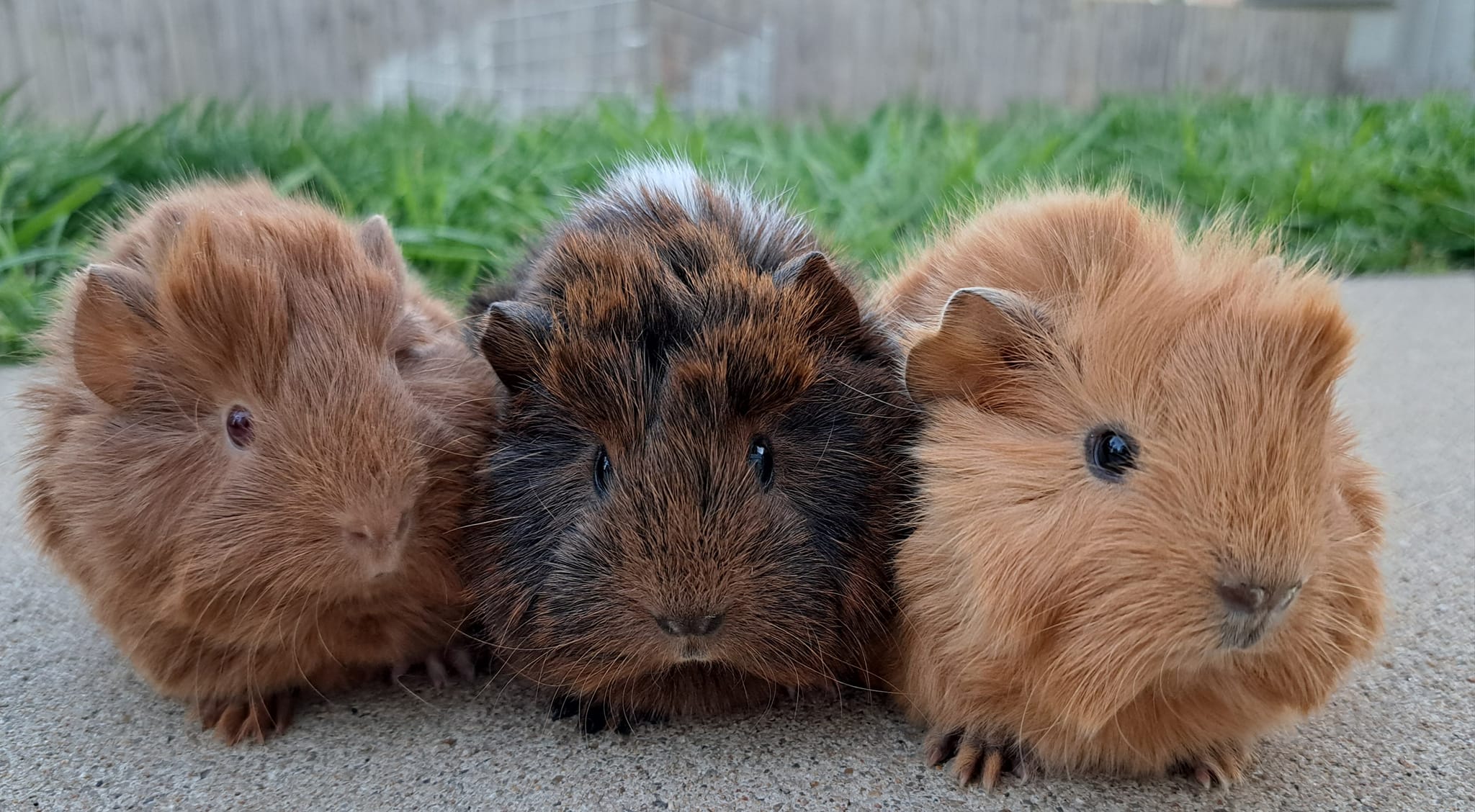Curly Astrex Coated Rabbits... - Curly Astrex Coated Rabbits