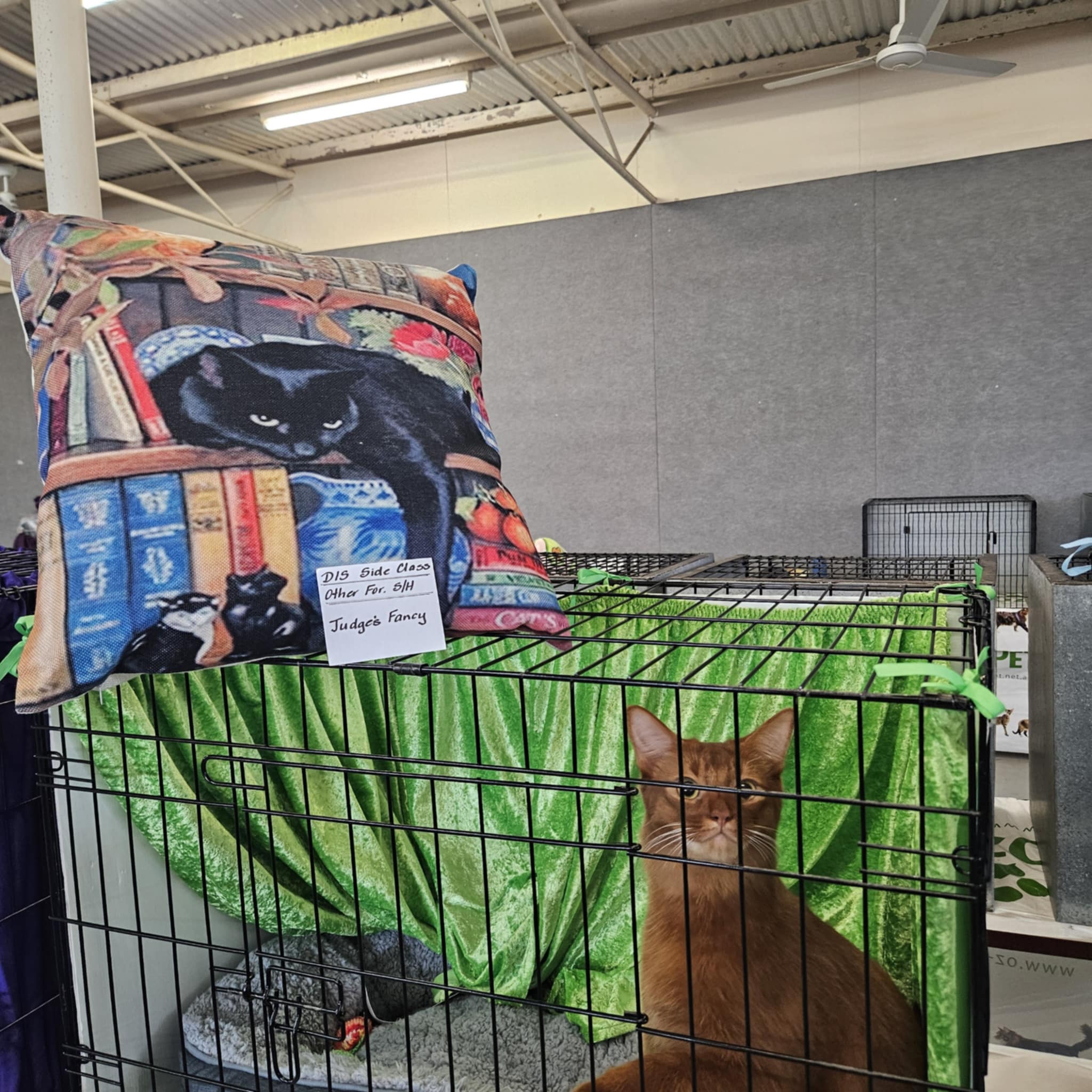 Australian - COAWA Chinchilla & Shaded Cat Fanciers Show (Perth WA ...