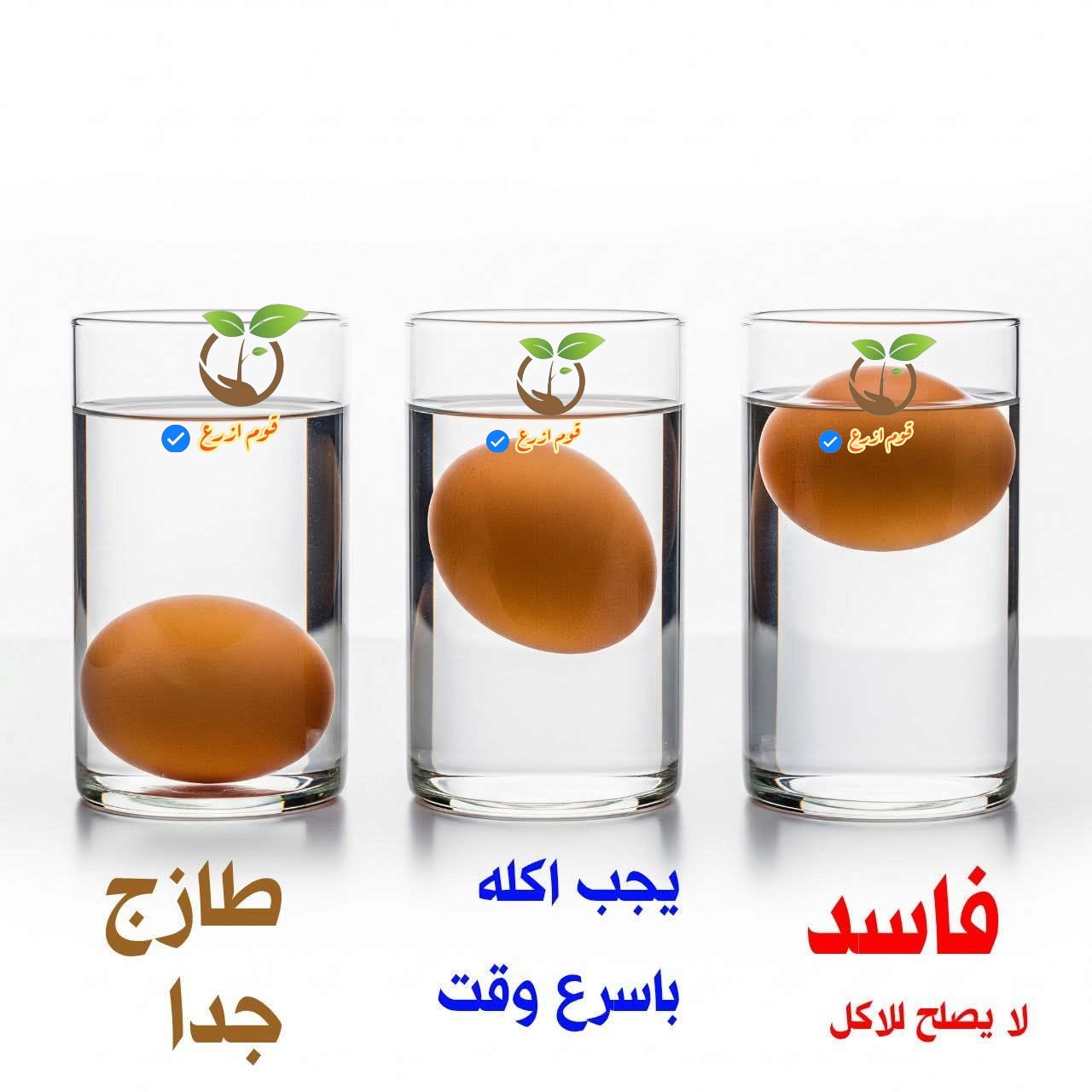 عالم - اختبار صلاحية البيض وهو نيء.... | Facebook