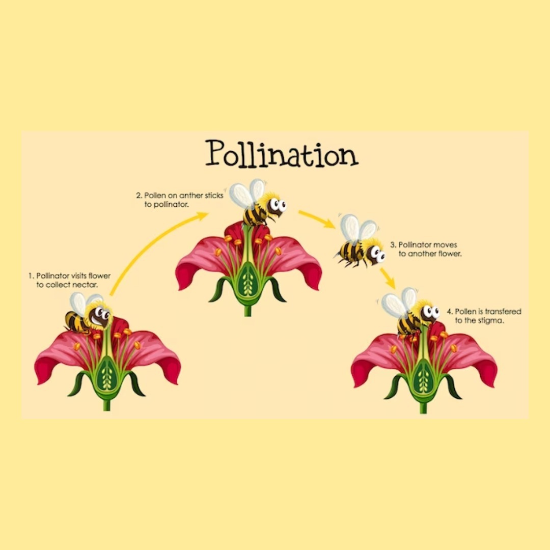What Is Pollination Diagram For Kids Bees Honey Honey Bee Facts For