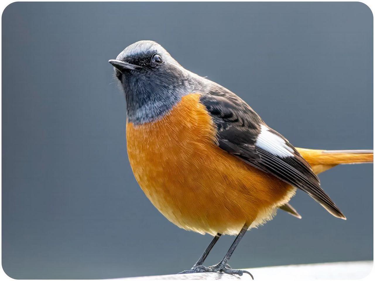 What bird is in this photo from Japan?