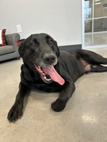 This laid-back lab is... - Humane Society of Wichita County