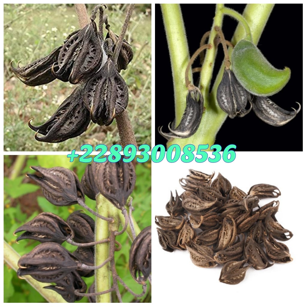 10 Graines De Griffes De Lion (Martynia Annua) - Protection Spirituelle - Origine Cameroun