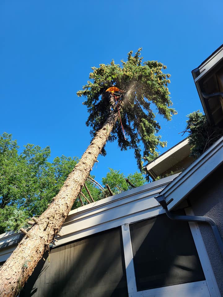 Tilly's Tree Services Inc. | Regina SK