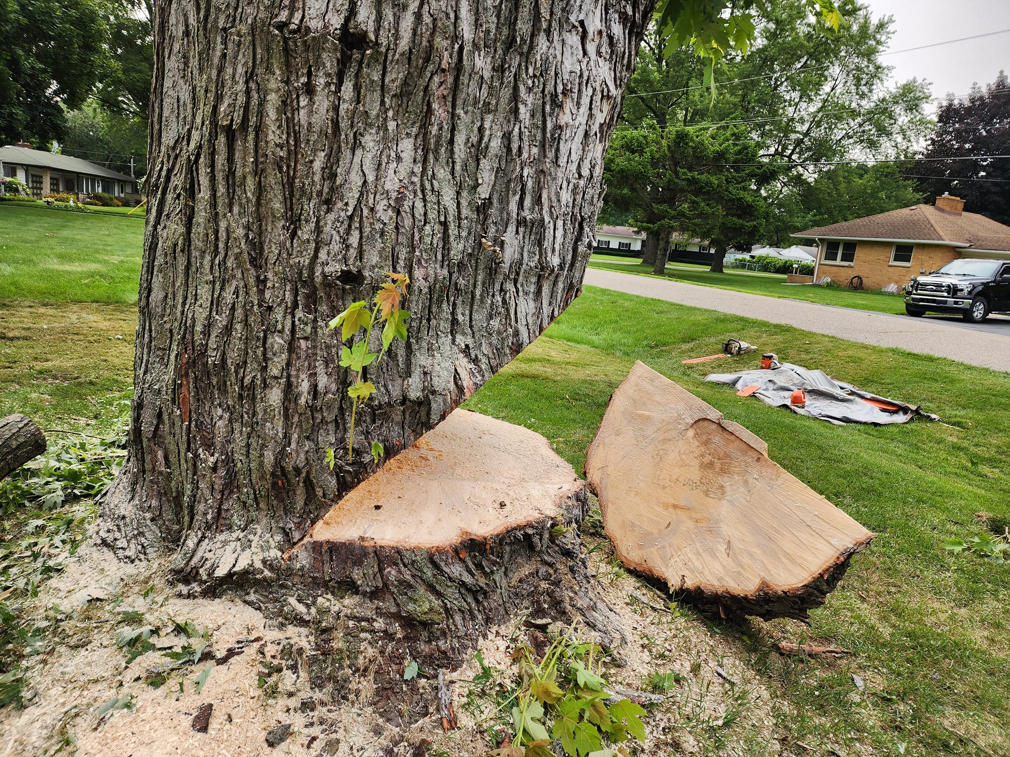 ProCare Tree services | Auburn Hills MI