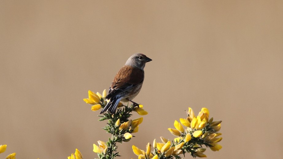 Hauxley - 🐦Red list birds, linnets are visiting the reserve. Named ...
