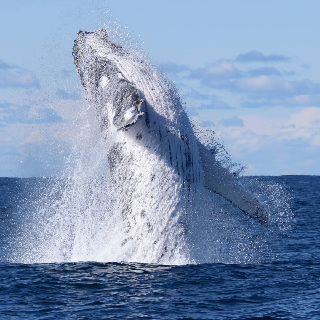 Holiday Coffs Coast - 🐋🐋 Experience the giants of the deep up close and ...
