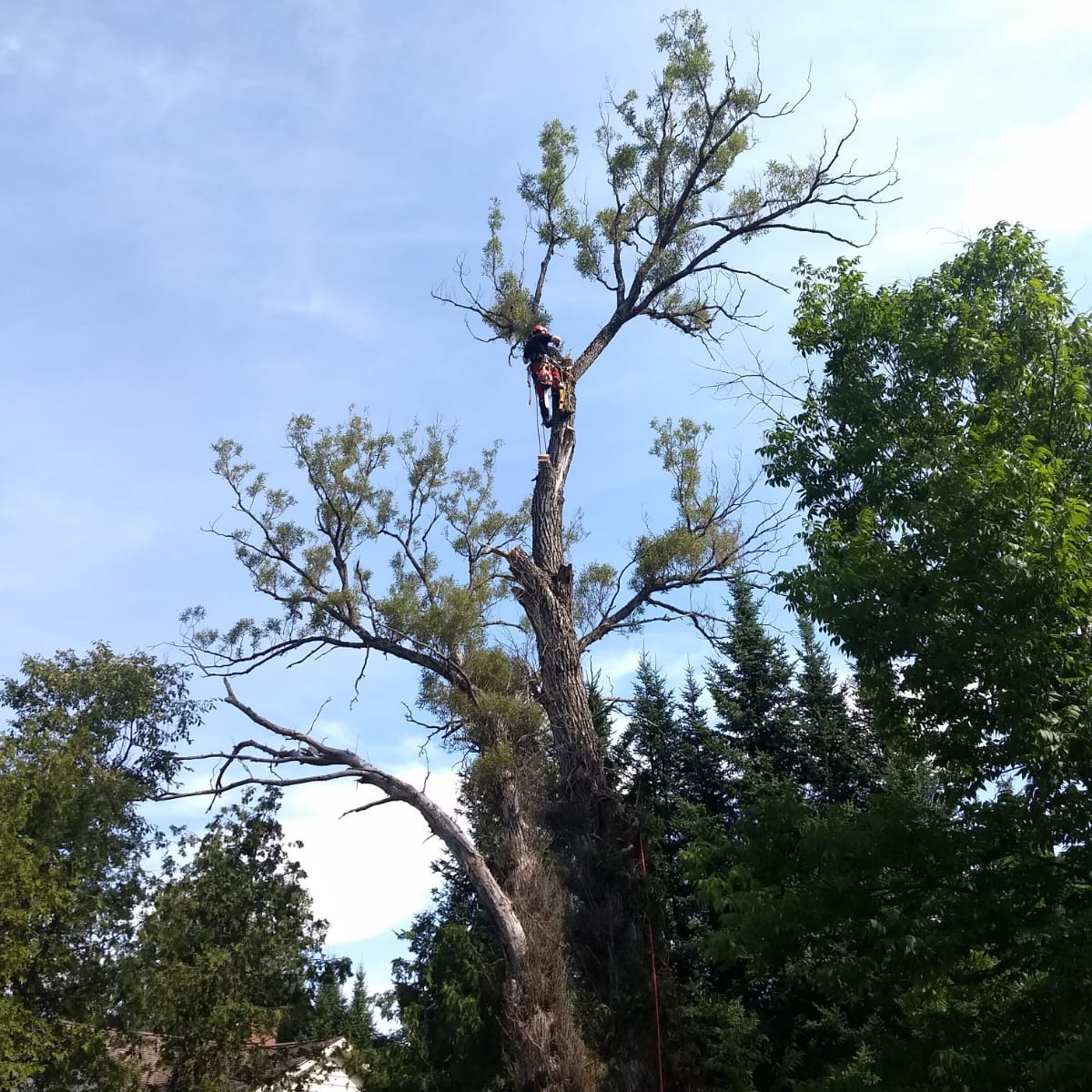Outram Tree Solutions