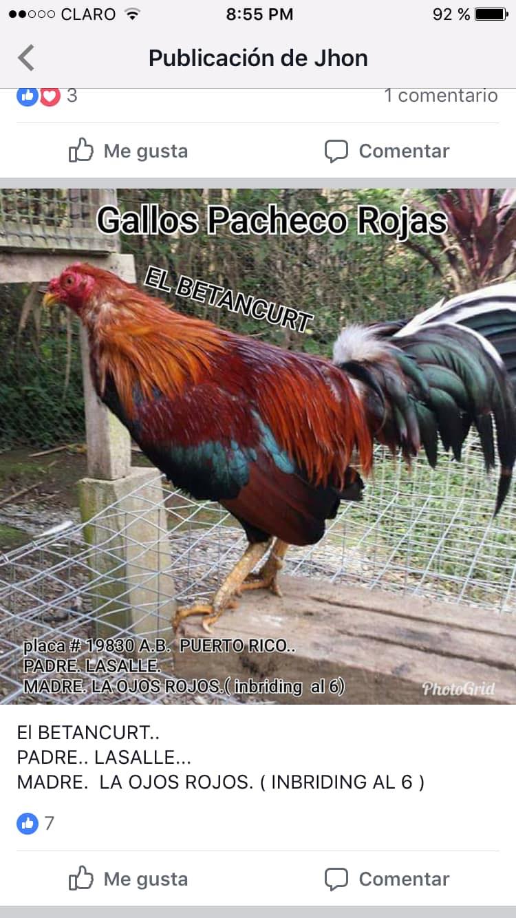 Gallos Pacheco Rojas