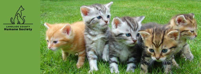 Langlade County Humane Society Cat Adoption Page | Antigo WI