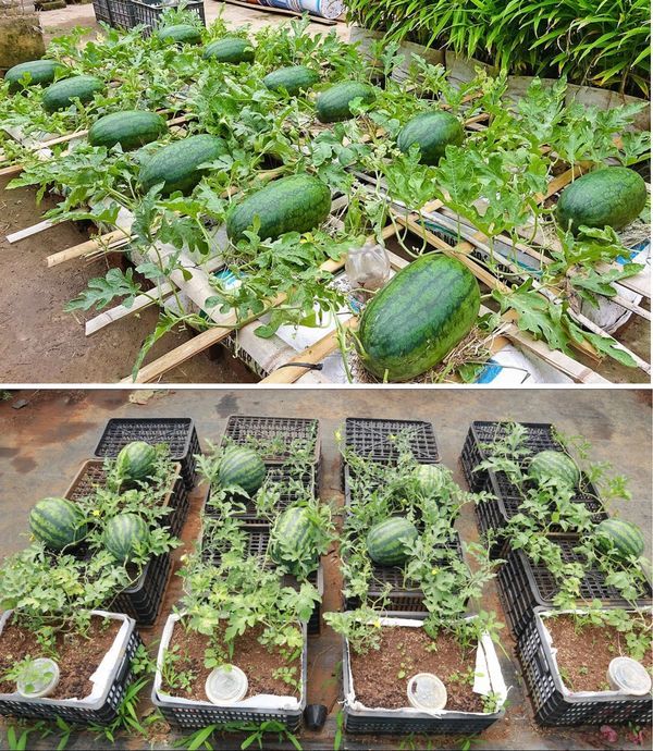 Daily - This innovative watermelon farming setup utilizes plastic ...