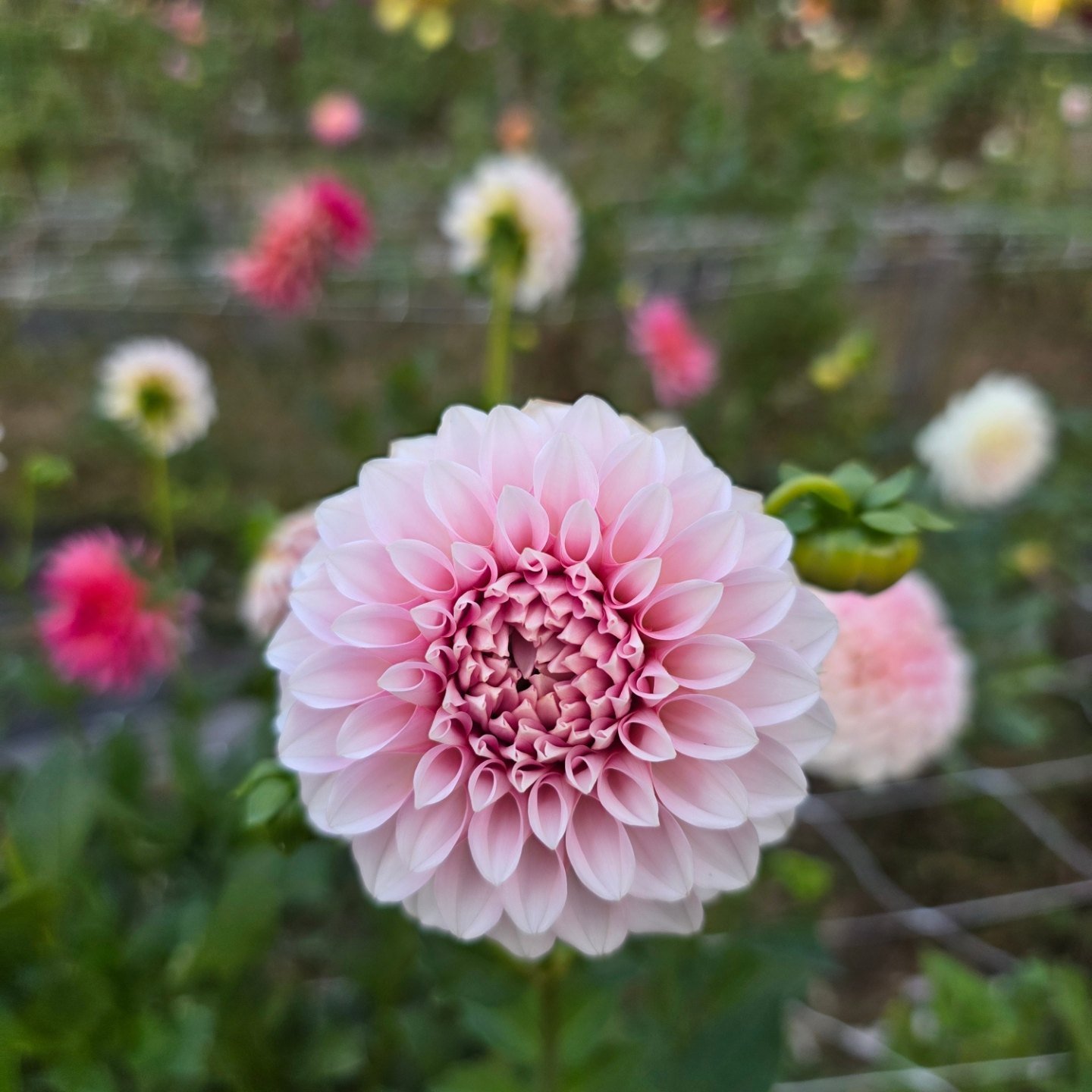 Five Flowers Farm | Crossville TN