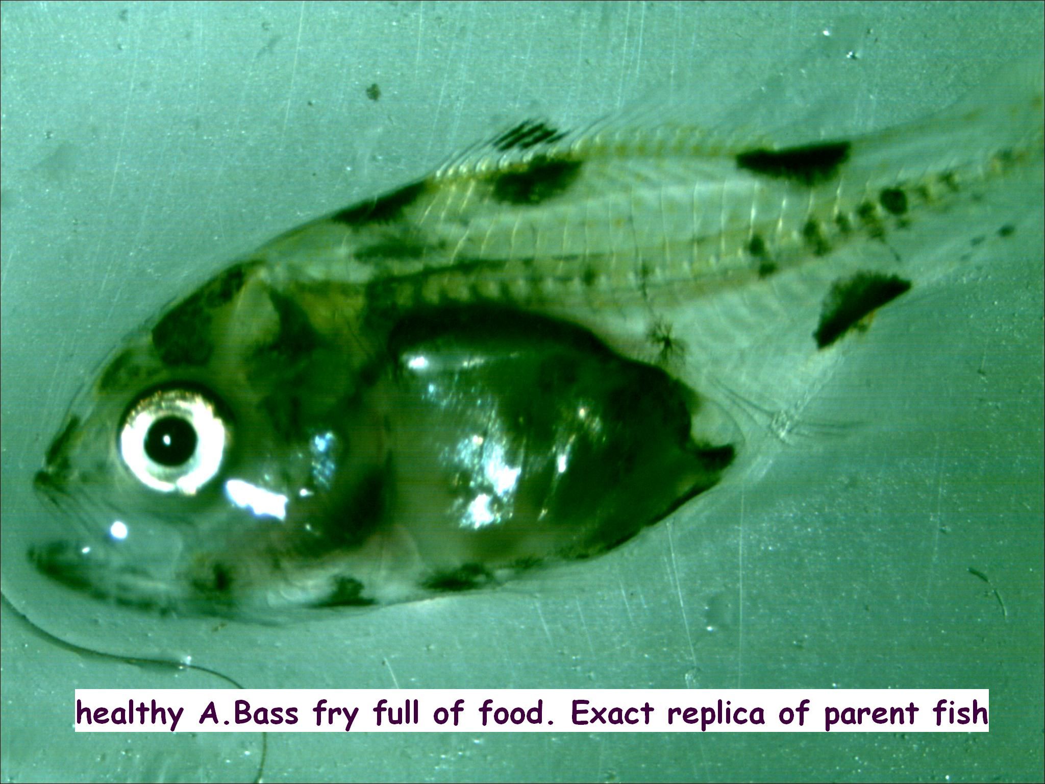 Sunland - Microscopic photo but he is still too small to see without ...