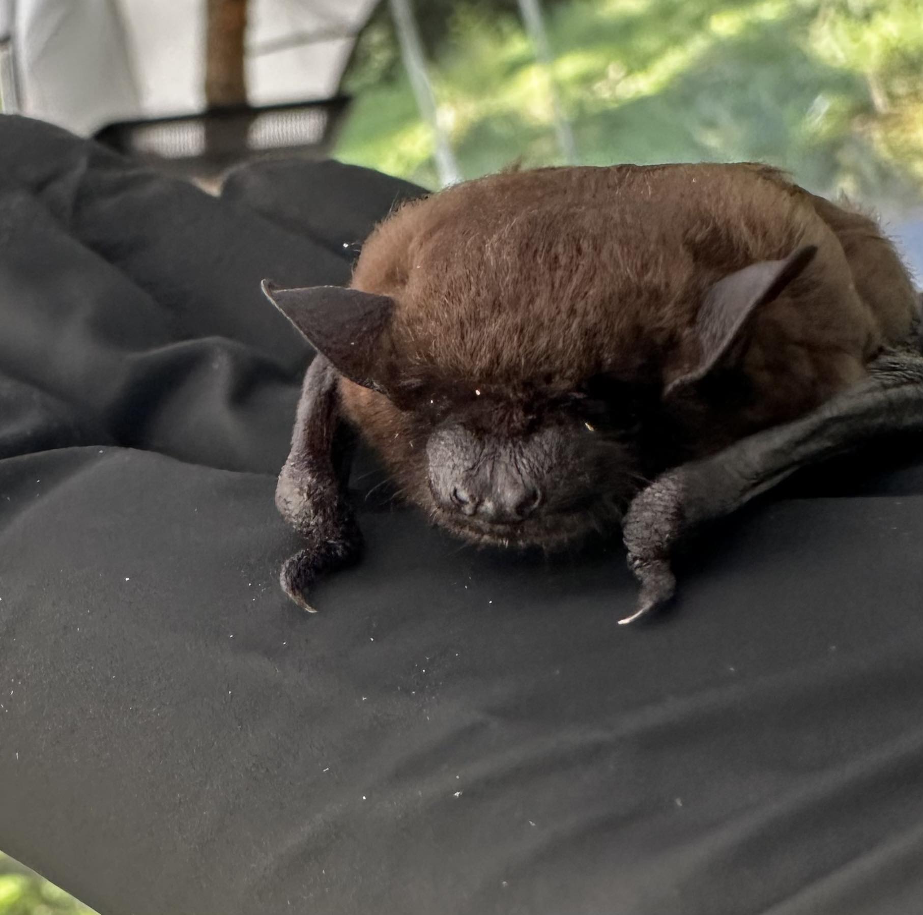 Bat Conservation &... - Bat Conservation & Rescue of Virginia