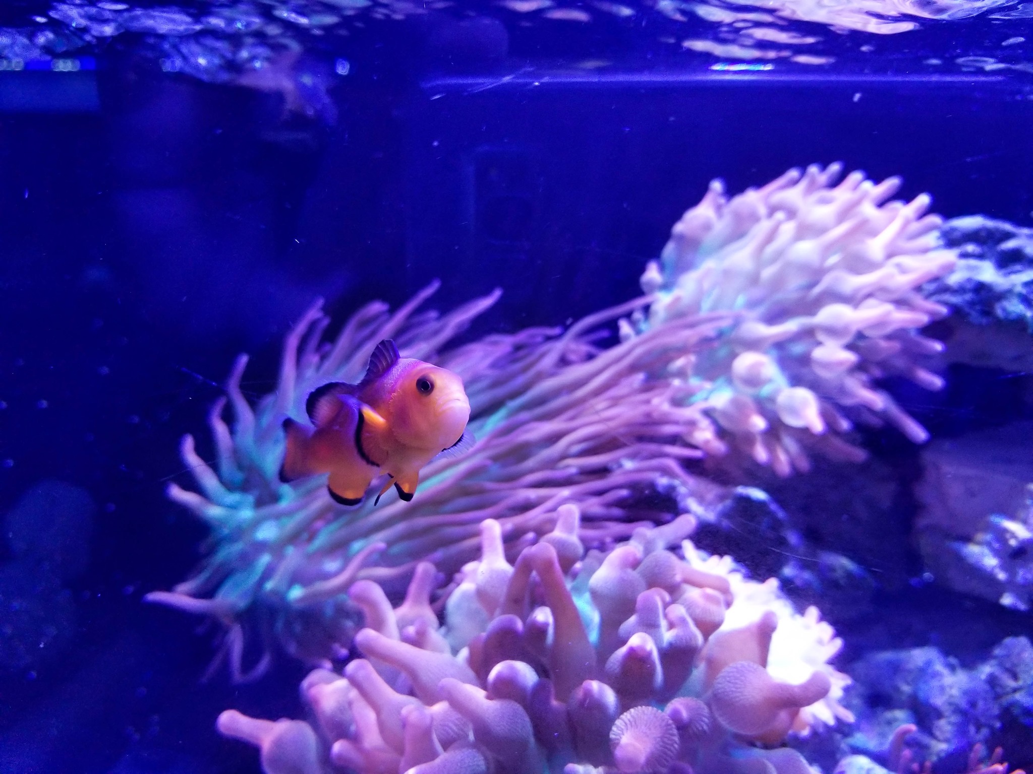 Infinity Fish | Stafford TX